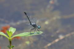 Micrathyria hesperis