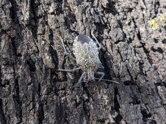 Apodiphus amygdali