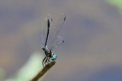 Micrathyria catenata