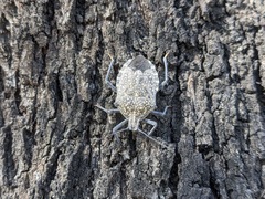 Apodiphus amygdali