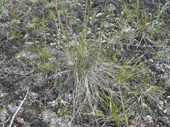 Festuca altaica