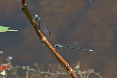 Acanthagrion lancea