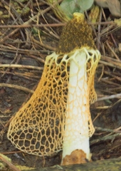 Phallus haitangensis