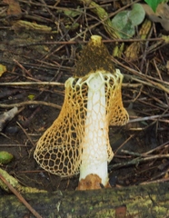 Phallus haitangensis