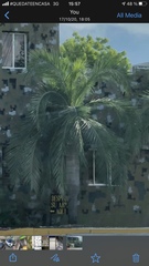 Pseudophoenix vinifera