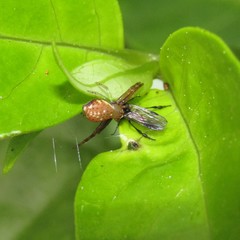 Diaea ambara
