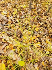 Carex