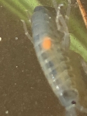 Polymorphus minutus