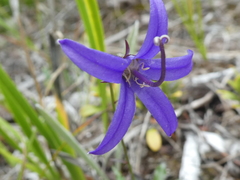 Campanula aurita