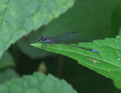 Argia pulla