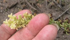 Pterygodium volucris