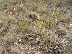 Pterygodium volucris