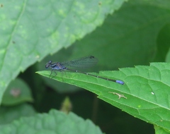 Argia pulla