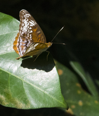 Lebadea martha parkeri