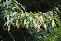 Carpinus japonica