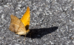 Vindula dejone erotella