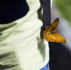 Vindula dejone erotella