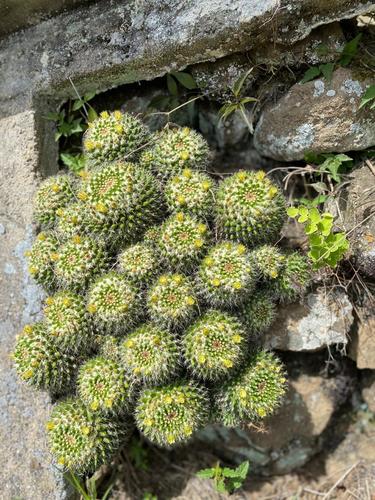 Mammillaria geminata
