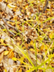 Carex