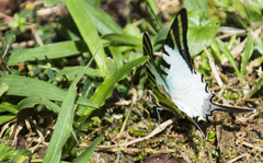Graphium antiphates itamputi