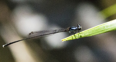 Prodasineura collaris