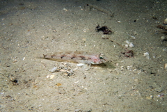 Four-Spotted Goby photo 3