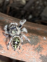 Phidippus bidentatus
