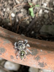 Phidippus bidentatus