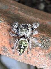 Phidippus bidentatus