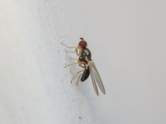 Chamaepsila