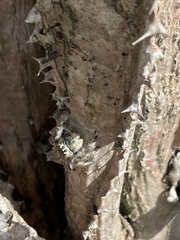 Phidippus bidentatus