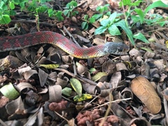 Amphiesma stolatum