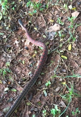 Amphiesma stolatum