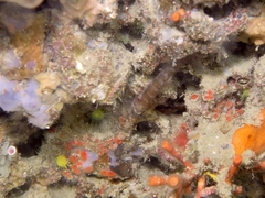 Gammogobius steinitzi