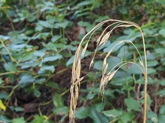 Bromus vulgaris