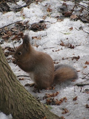 Sciurus vulgaris