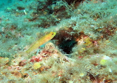 Gobius auratus