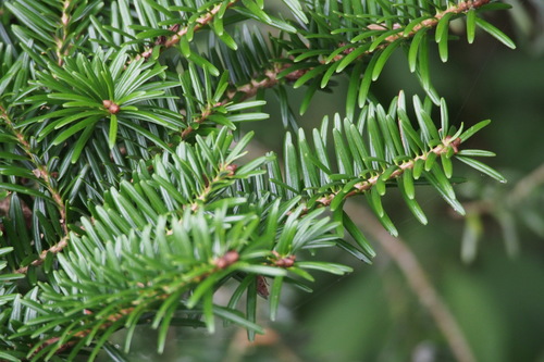 Momi fir (Abies firma)