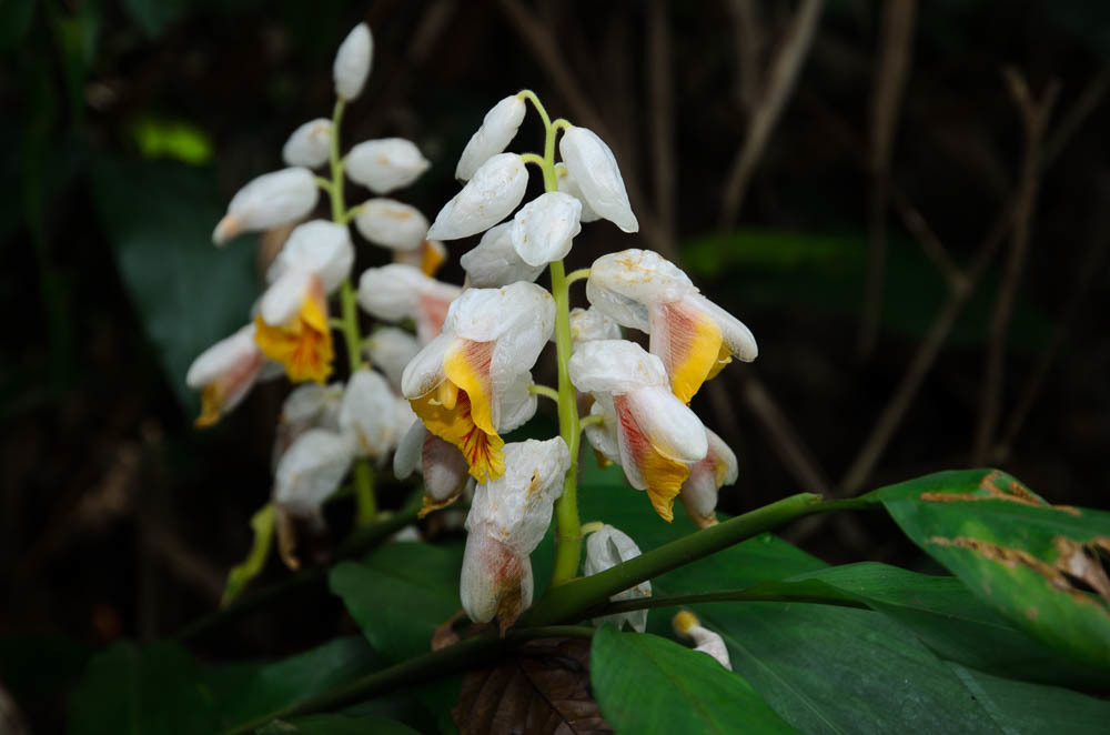 Alpinia latilabris (Alpinia latilabris)