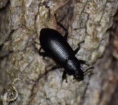 Alobates pensylvanicus