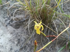 Moraea inconspicua