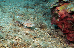 Gobius kolombatovici