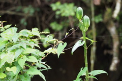 Cardiocrinum cordatum