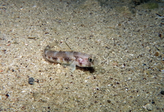 Gobius roulei