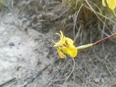 Moraea inconspicua