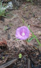 Ipomoea madrensis