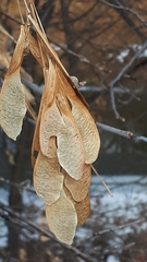 Acer negundo violaceum