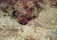 Gobius vittatus