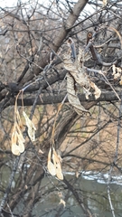 Acer negundo violaceum