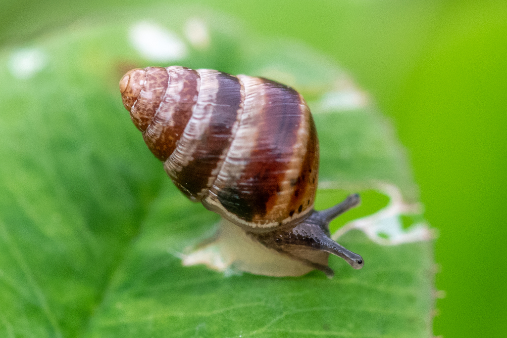 Small Pointed Snail